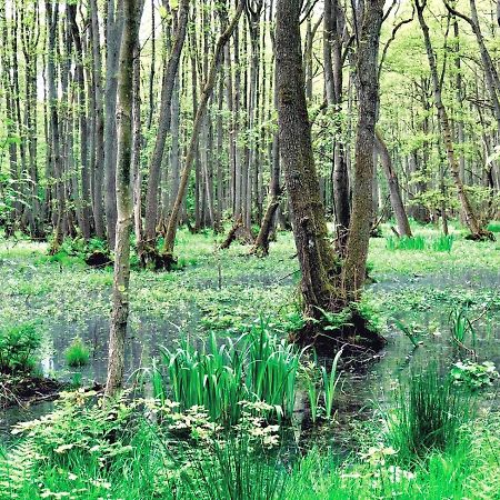 Zur Alten Boddenfischerei Ferienwohnung Heidezauber Neuendorf Heide Zewnętrze zdjęcie