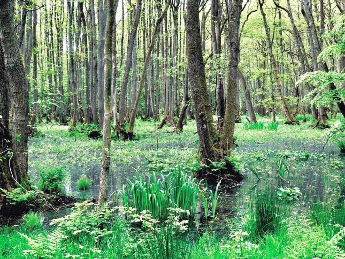 Zur Alten Boddenfischerei Ferienwohnung Heidezauber Neuendorf Heide Zewnętrze zdjęcie